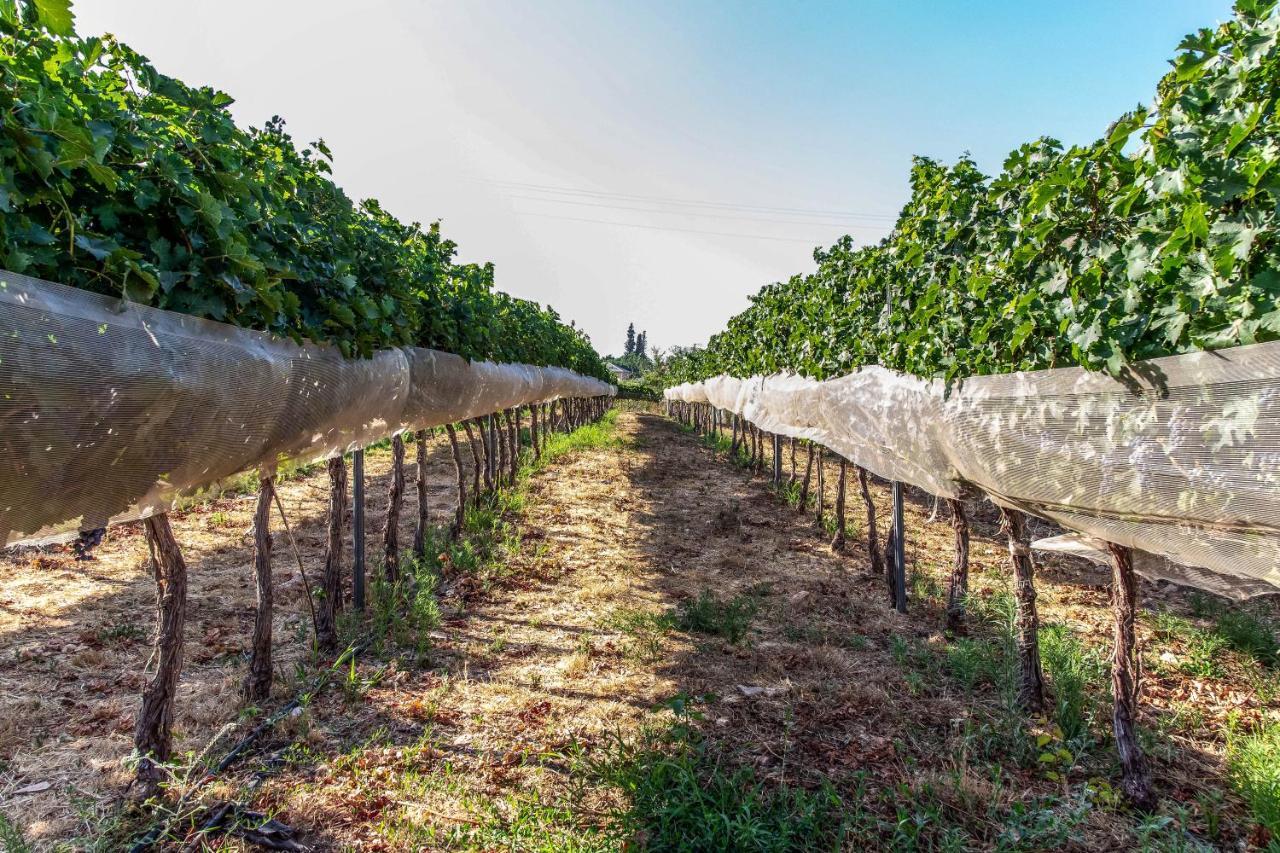 Mettler Winery Villa Agur Exterior photo